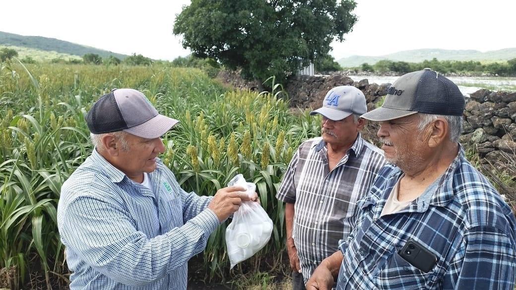 Realizan control biológico de plagas en cultivo de maíz