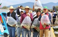 Liberan 15 mil peces acúmara en el lago de Pátzcuaro; especie en peligro de extinción