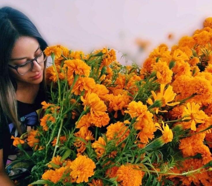 Vislumbran aumento de precio en flor de cempasúchil por Día de Muertos