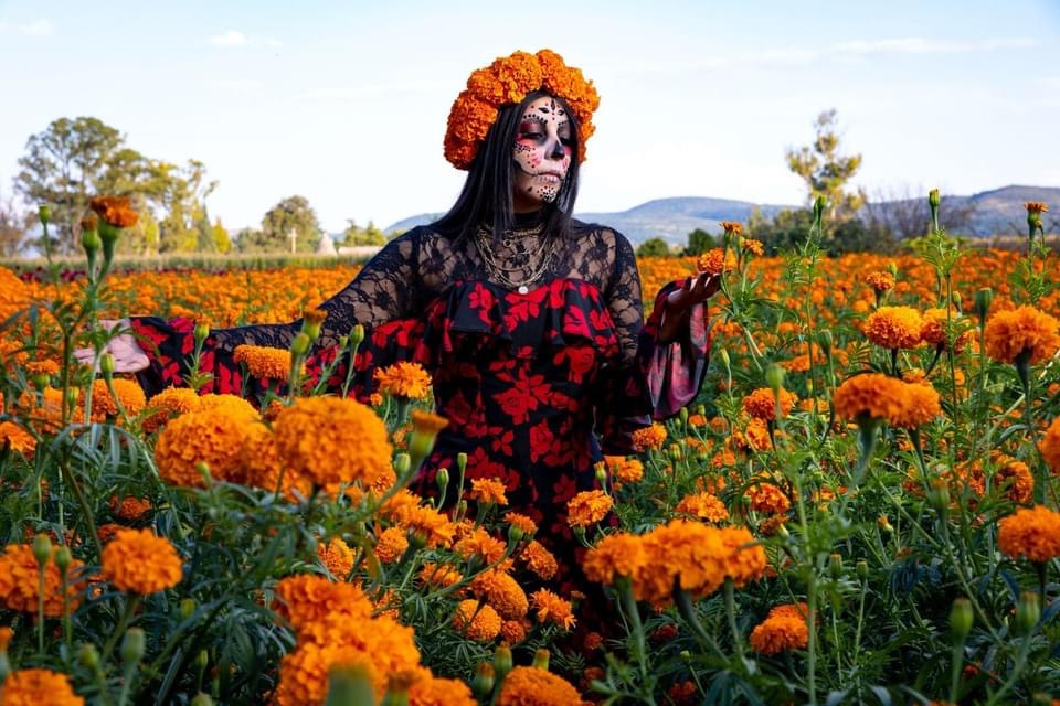 Vive la experiencia de recorrer los campos de cempasúchil en Copándaro