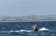 ¡Espectacular! Llegan ballenas a costas de Michoacán