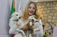 A cambio de esterilizaciones veterinarios recibirán boletos para Chayanne